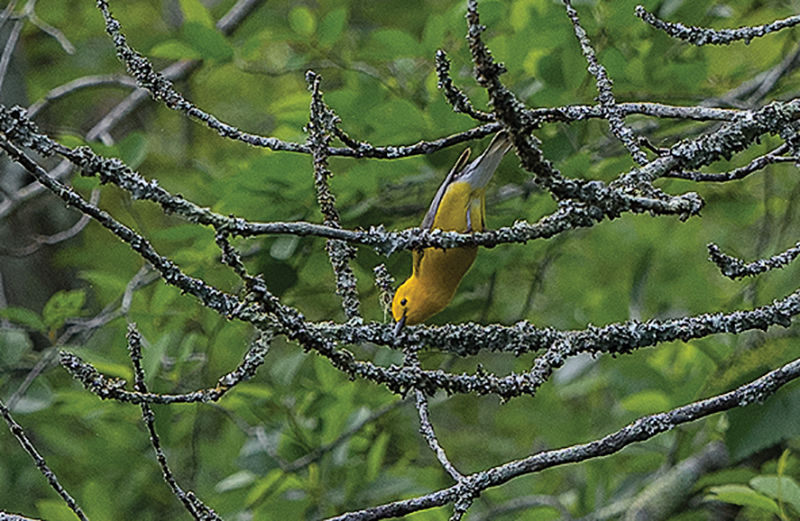 Prothonotary warbler